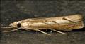 1309 (63.095) Agriphila geniculea